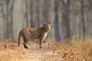 Leopard Spotted Inside Residential Building in Shimla, Panic Grips Locals