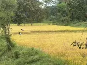 LongStraw Carbon Boosts Climate Action and Rural Jobs in Odisha's Tribal Heartland