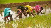 Maharashtra Women Farmers Law to Transform Agricultural Sector