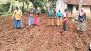Maize Sowing in Davangere Picks Up but Remains Below Target