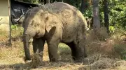 Man Arrested for Elephant Electrocution Near Karnataka's Bhatragadde Village