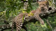 Masinagudi Shuts Down Over Mudumalai Tiger Reserve Vehicle Ban