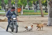 Moga on edge: Labourer attacked by stray dog pack days after fatal mauling