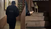 Mumbai Rains: Man Rescues Hungry Stray Dog Hiding in Flooded Building, Video Melts Hearts