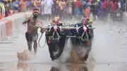 Mysuru Dasara 2026: Drought Threatens Kambala and Grand Celebrations