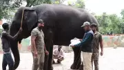 Mysuru Dasara 2026: Elephant Selection Process Begins After Kanjan Dropped