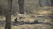 Nagarahole Forest Guard Held for Keeping Deer at Home for Slaughter