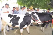 NDRI’s Breed Improvement Model Boosts Livestock Yield and Farmer Incomes