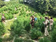 Nepal's Gandaki Province Legalizes Marijuana Cultivation for Medicinal, Industrial Use