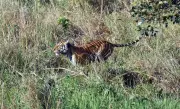 NTCA Proposes 38 New Rescue Centres in Tiger Reserves to Mitigate Human-Animal Conflict