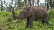 One Injured in Wild Elephant Attack in Karnataka; Narrow Escape for Cesc Employees