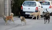 Over 8,900 Dog Bite Cases in Six Months Alarm Ludhiana Residents