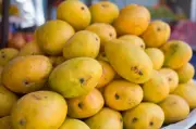 Pinjore Mango Mela 2026: Over 250 Mango Varieties on Display from July 10