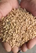Probe Ordered into Poor Quality Wheat in Haryana's Sirsa PDS Depots