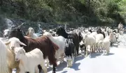 Punjab assures relief for J&K livestock traders after Minister’s intervention