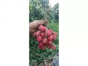 Punjab's First Litchi Export to Oman Hailed by Piyush Goyal