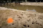 Punjab's Rat Infestation Damages Canals, Hospitals, and Railways