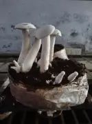 PUNSUP Chairman Urges Farmers to Adopt Mushroom Cultivation with Rs 80K Subsidy