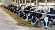 Rights for Animals, Resilience for All: Preventing Pandemics