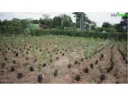 SayTrees & BDA Set Guinness World Record with 15 Lakh Saplings Planted