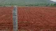 Scanty Rainfall Affects Onion, Potato Cultivation in Chikkamagaluru