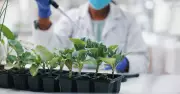 Self-fertilisation key for plant invasiveness, IISc study finds