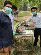 Seven-month-old leopard dies of Canine Distemper Virus in Kalesar National Park