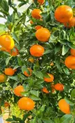 Sirsa Kinnow Becomes First Haryana Fruit to Get GI Tag