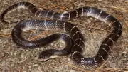Snake Bites 4 Students in Jharkhand School Hostel, 1 Dead