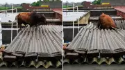 Stray Bull Climbs Shop Roof to Escape Rain, Falls During Rescue in UP
