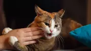 Study: Space from Cats May Help When You're Sad, Pets Can't Buffer Stress