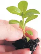Tree Plantation Drive in Narkanda: 80 Saplings Planted by Himachal Forest Department