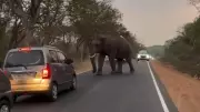 Tusker on Road Disrupts Traffic in Karnataka's Chamarajanagar