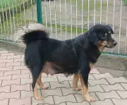 Two Gaddi Dogs Registered with Indian National Kennel Club
