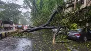 Two Killed in Mumbai Tree Falls During Heavy Rains; Toll at 3 Since June 30