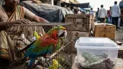 Urgent Policy Reform Needed to Curb India's Exotic Pet Trade, Says Report