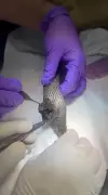 Vet Surgeons Remove Polythene Bag from Cobra's Stomach in Hisar