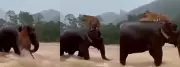 Viral Elephant Rescuing Tiger Video in Indonesia Floodwaters Is AI-Generated