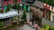 Wild Tusker Enters Karnataka Village in Hassan, Sparks Panic