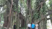 World's Oldest Scientifically-Dated Banyan Tree Found in Bihar's Munger