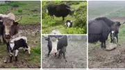 Yak Farming Boost: 56% Conception Rate with Artificial Insemination in Arunachal